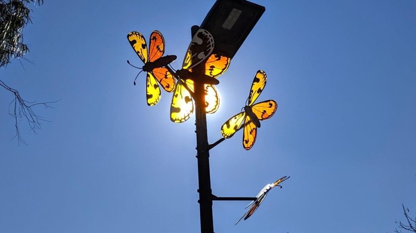 Golden Sun Moth Image